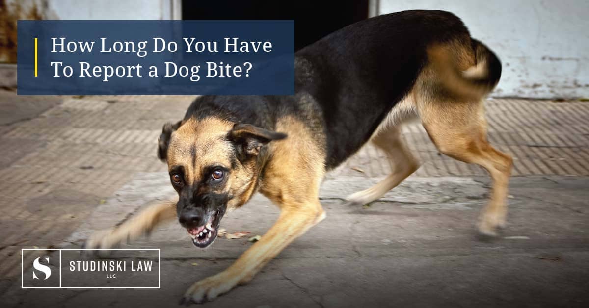 how long do you have to report a dog bite