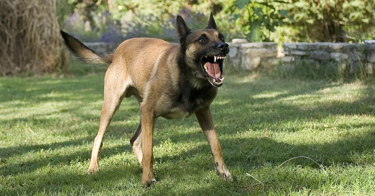 a dog opens its jaws to attack | Studinski Law, LLC